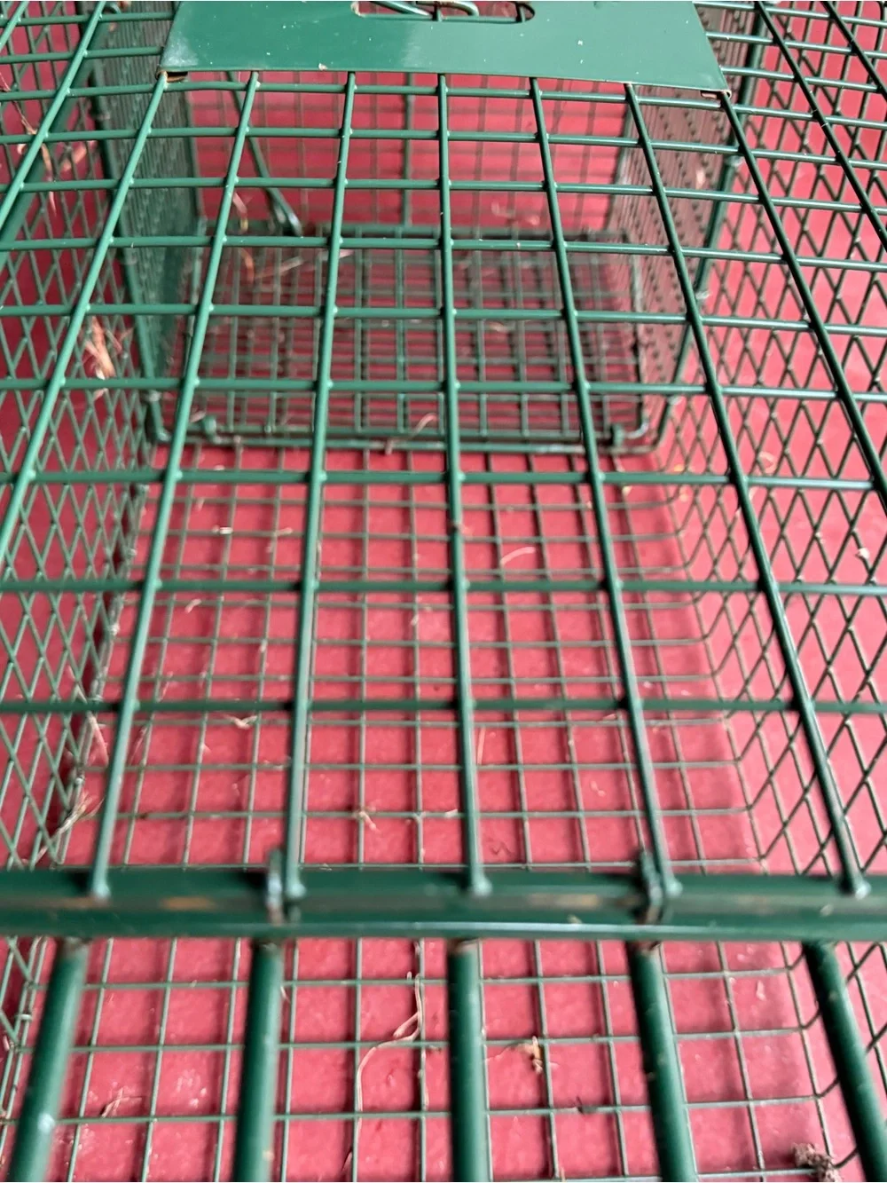 Duke Traps HD Large Cage Trap with Top Carry Handle